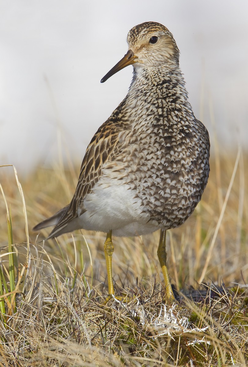 Pectoral Sandpiper - ML460062981