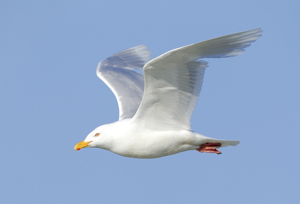 Glaucous Gull - ML460063001