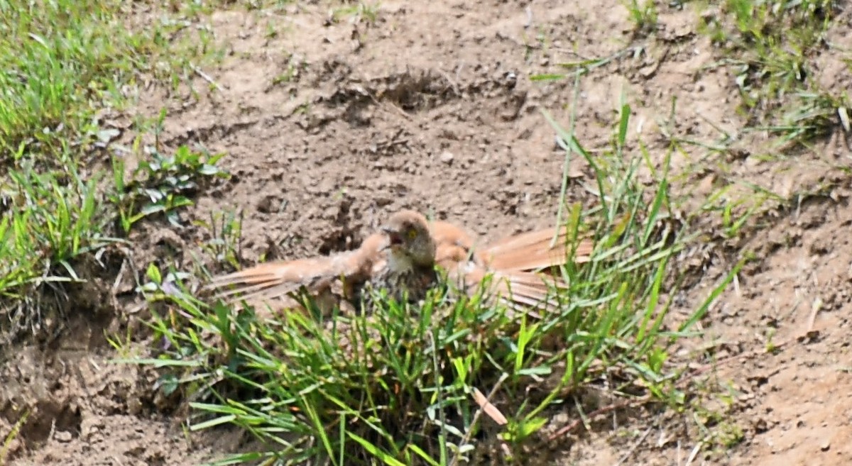 Brown Thrasher - ML460063041