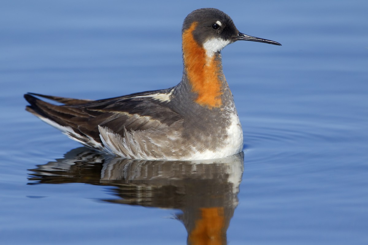 Red-necked Phalarope - ML460063101