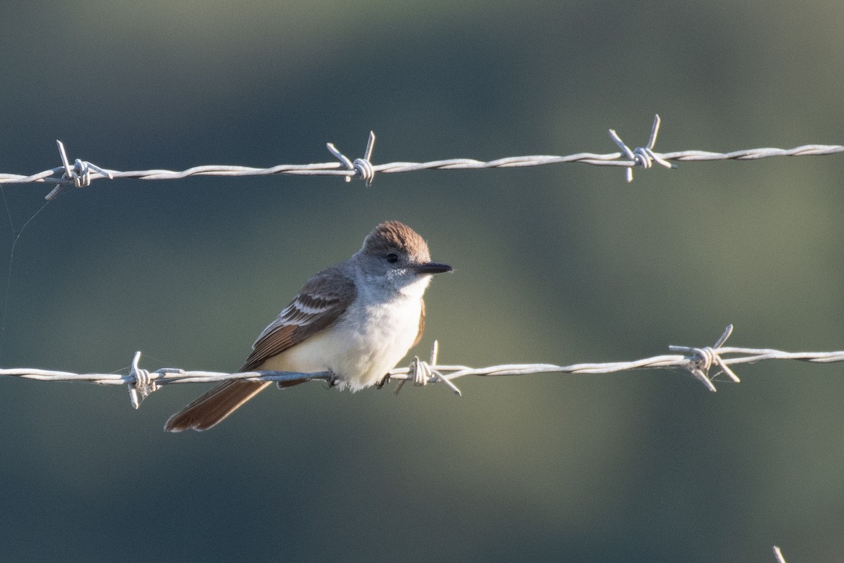 Ash-throated Flycatcher - ML460063491