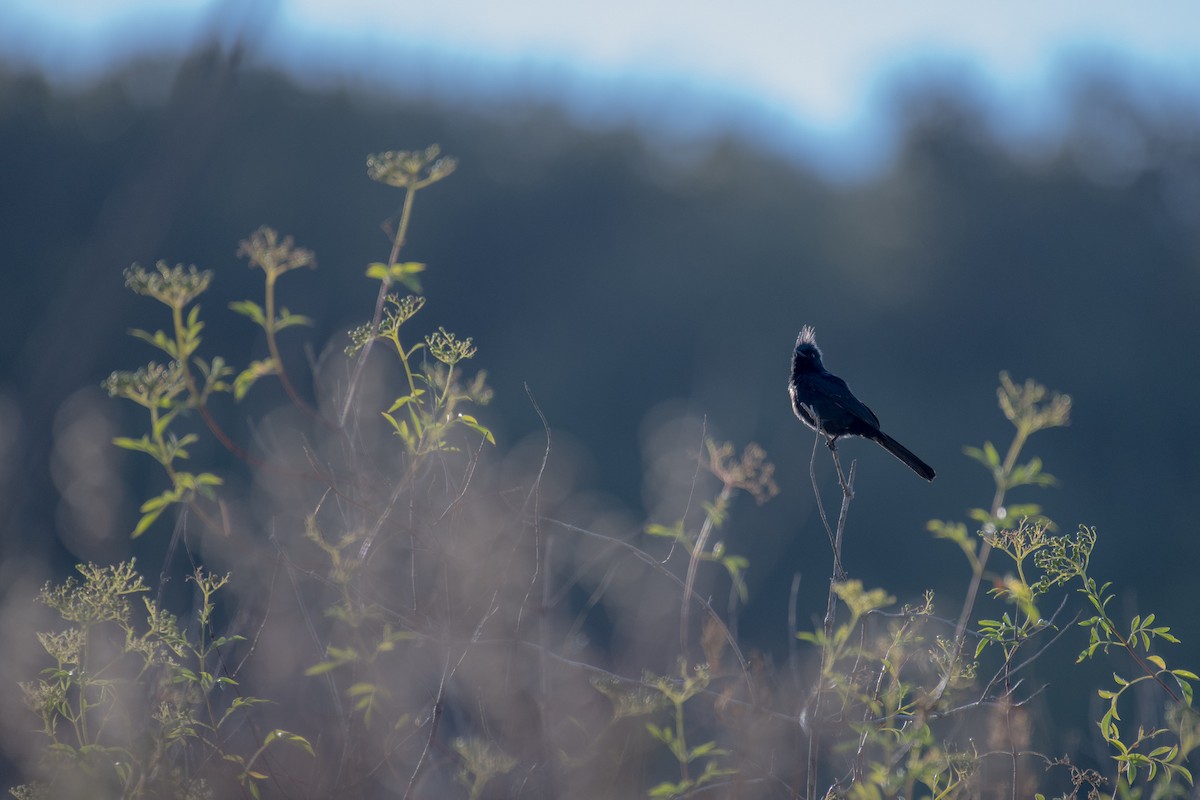 Phainopepla - Jing Zhang