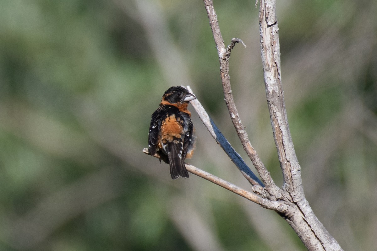 Black-headed Grosbeak - Jing Zhang