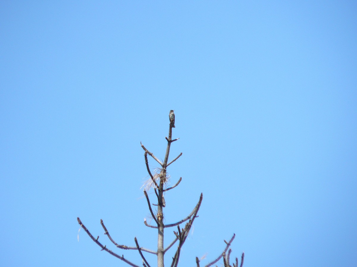 Western Wood-Pewee - ML460063751