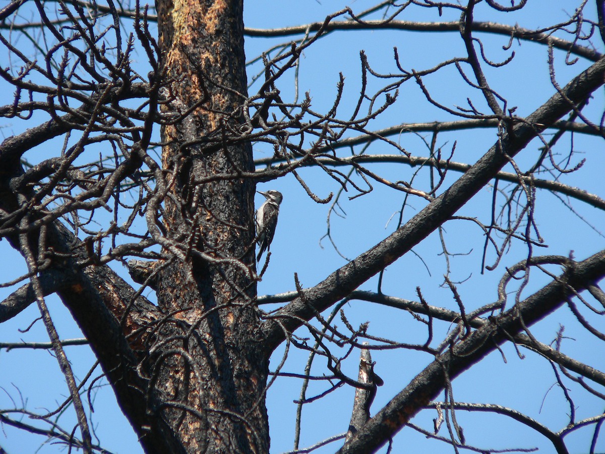 Hairy Woodpecker - ML460063771