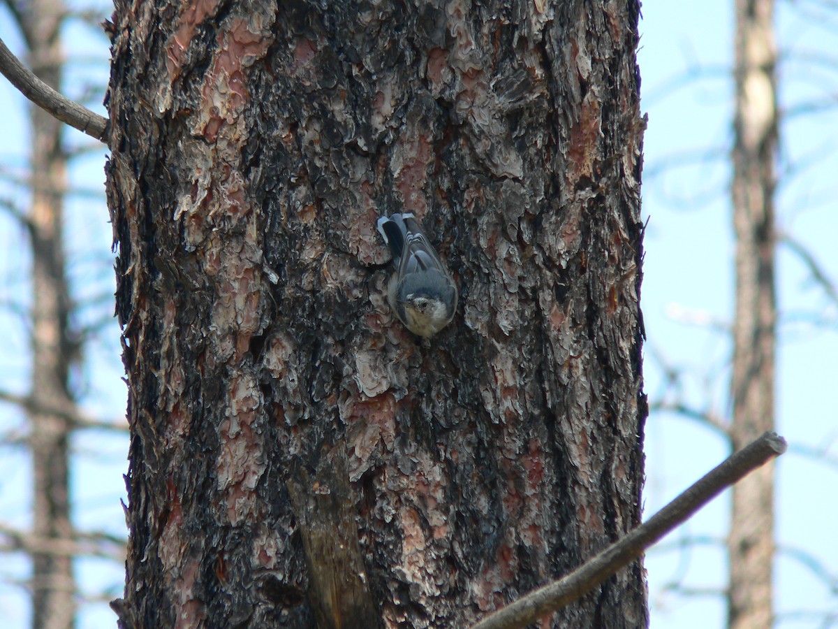 White-breasted Nuthatch - ML460063801