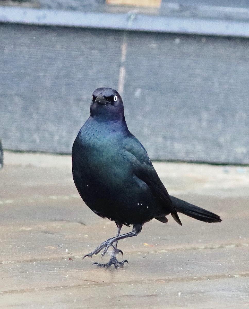 Brewer's Blackbird - ML460063851