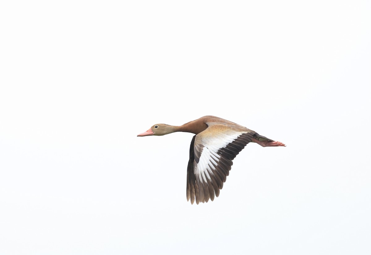 Black-bellied Whistling-Duck - ML460065001