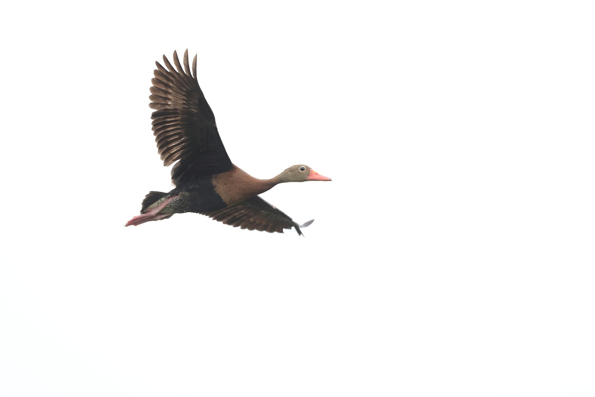 Black-bellied Whistling-Duck - ML460065031