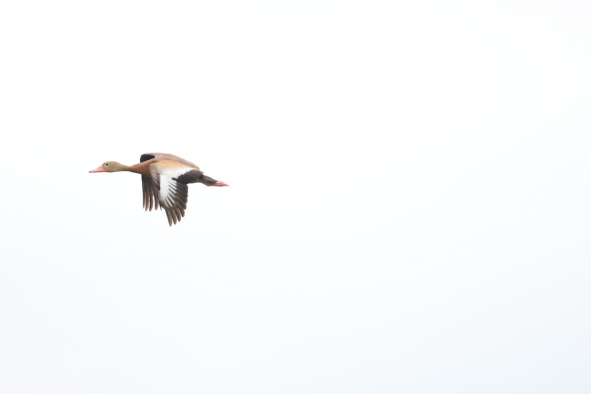 Black-bellied Whistling-Duck - ML460065051