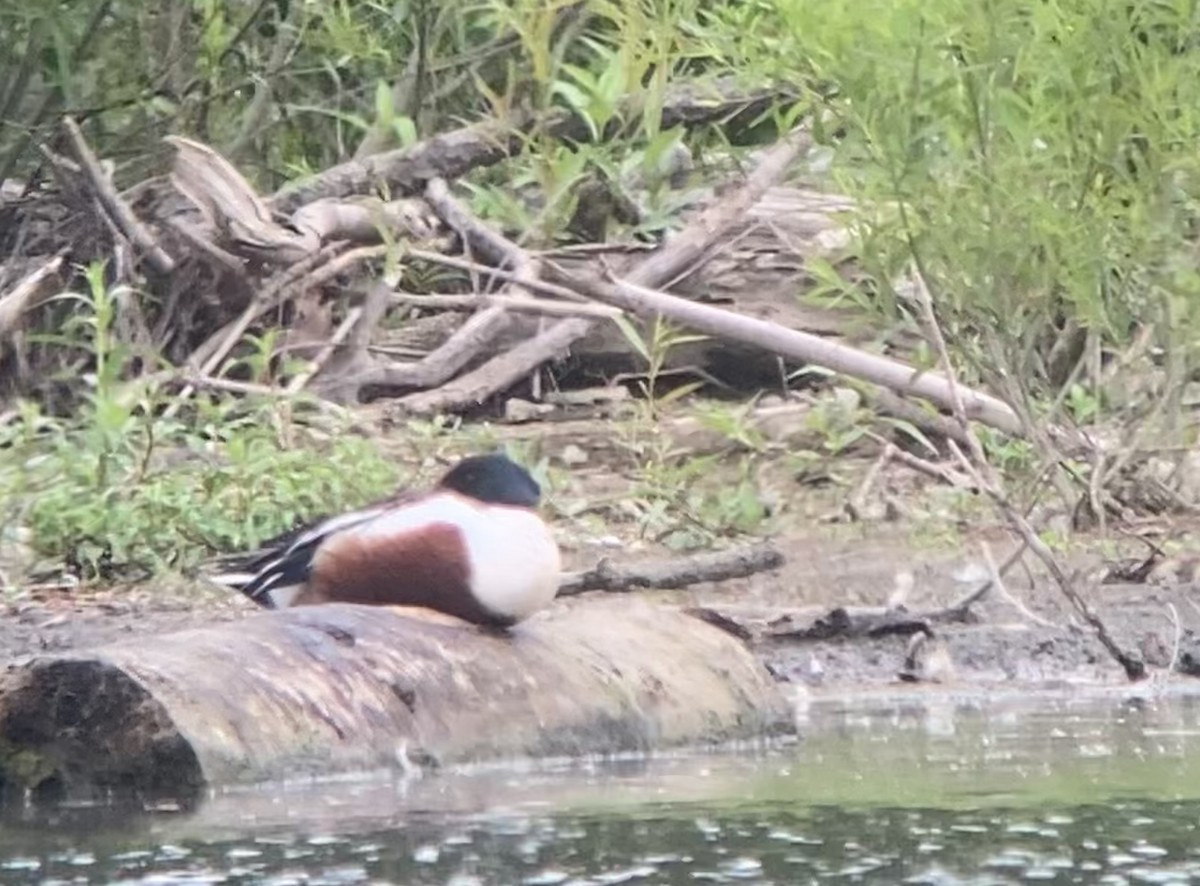 Northern Shoveler - ML460068661