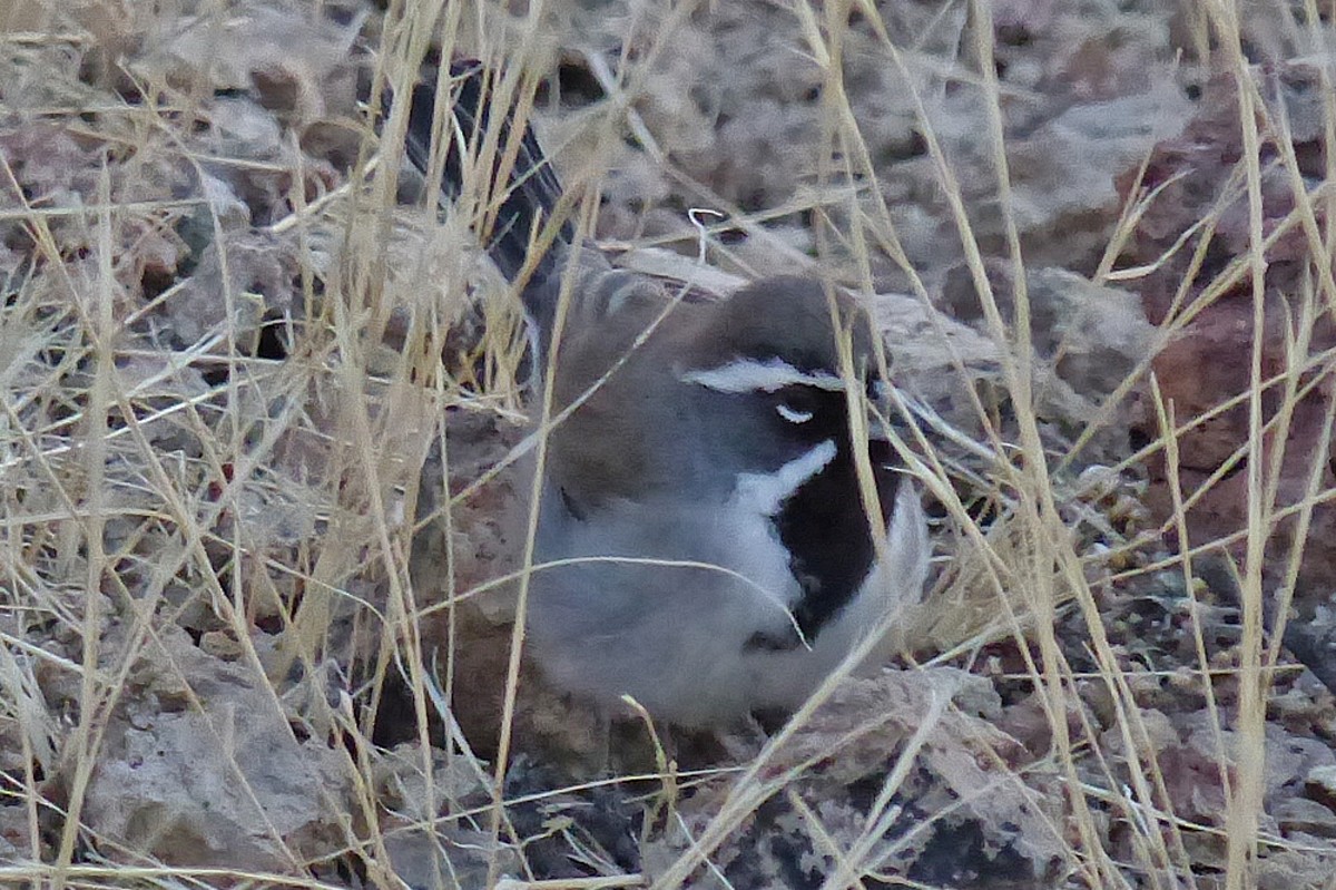 Black-throated Sparrow - Paul Prappas
