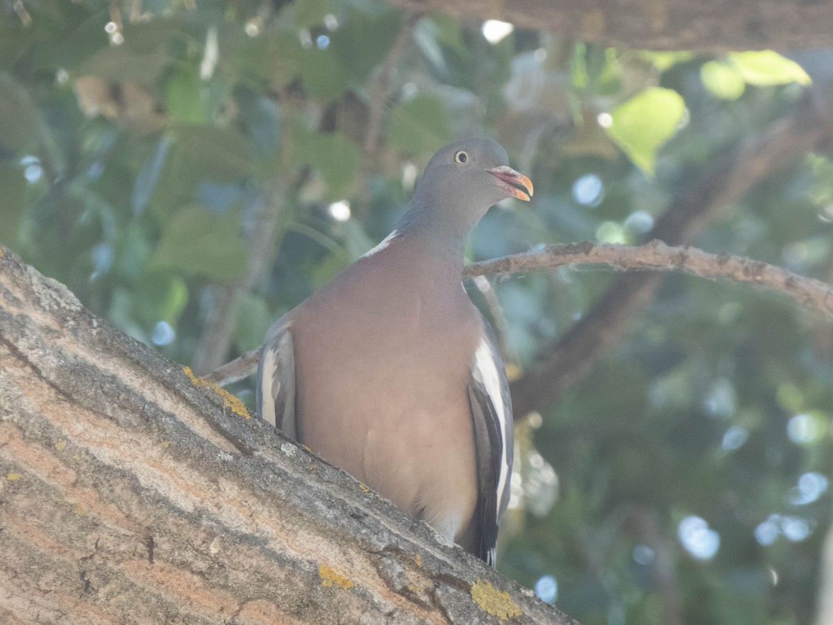 Common Wood-Pigeon - ML460070381