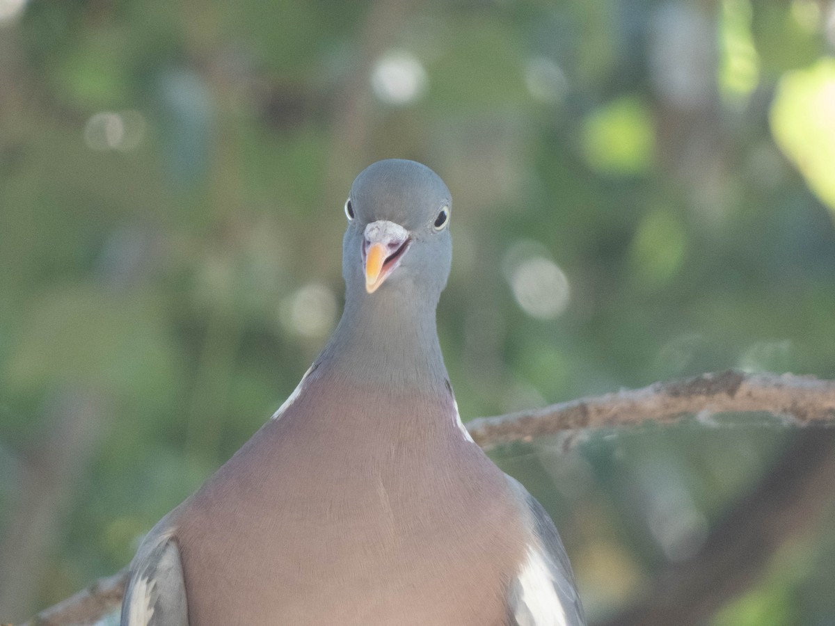 Common Wood-Pigeon - ML460070391