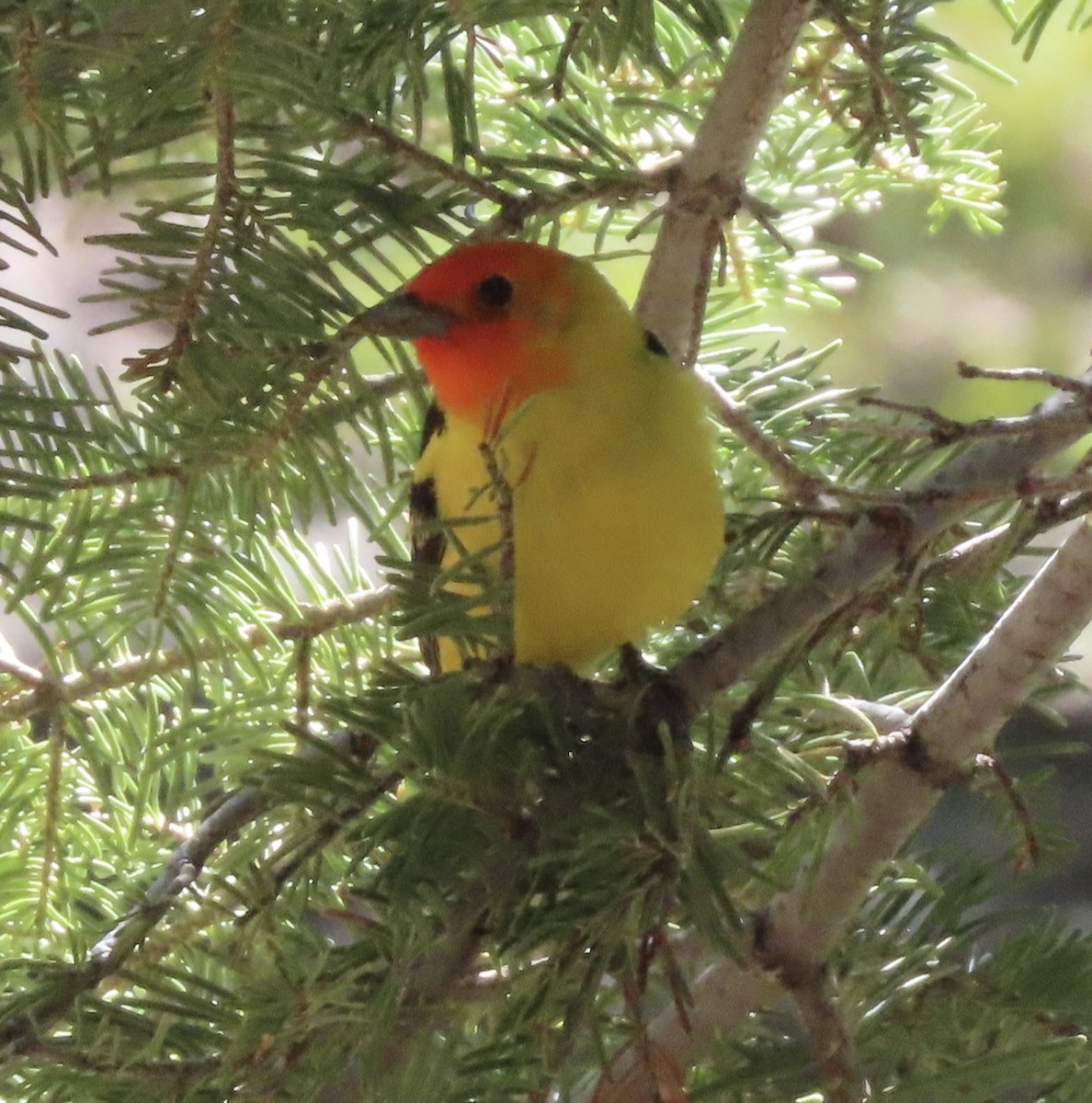 Western Tanager - ML460071601