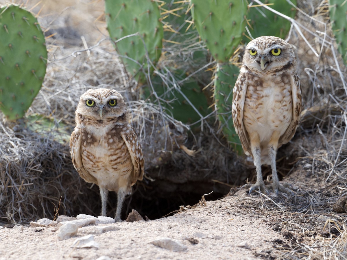 Burrowing Owl - ML460071651