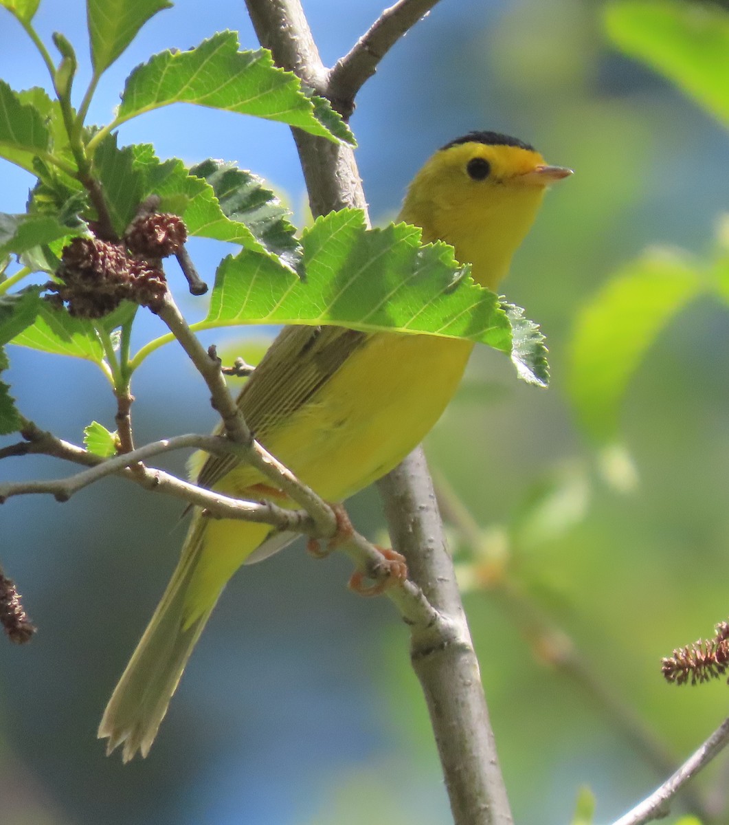 Wilson's Warbler - ML460072241