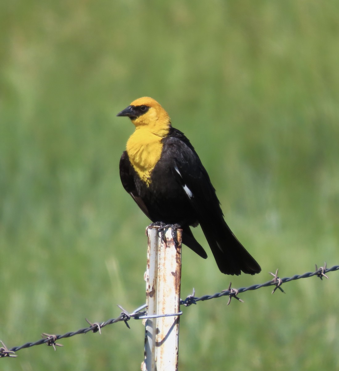 Yellow-headed Blackbird - ML460072631