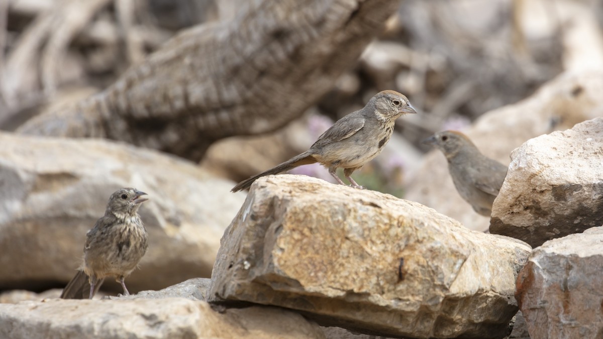 Canyon Towhee - ML460072701