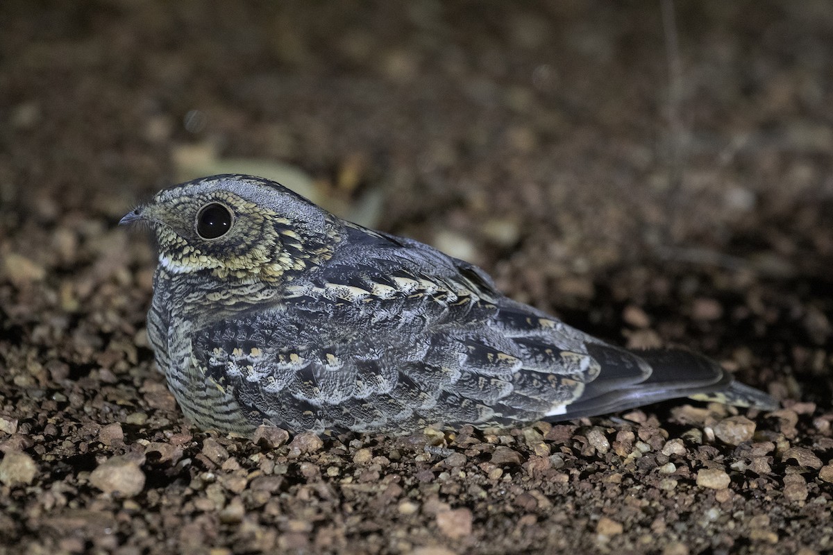 Spotted Nightjar - ML460072711