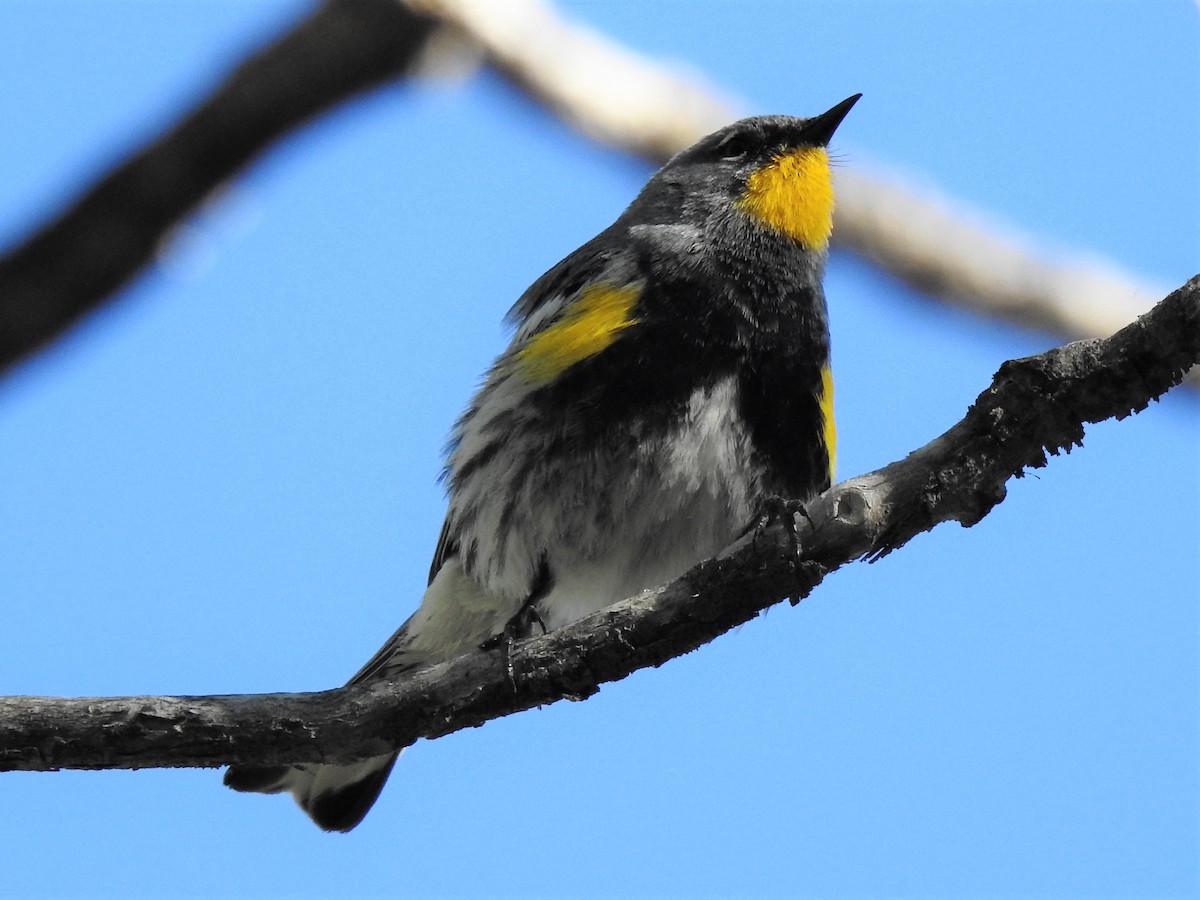 Yellow-rumped Warbler (Audubon's) - ML460072881