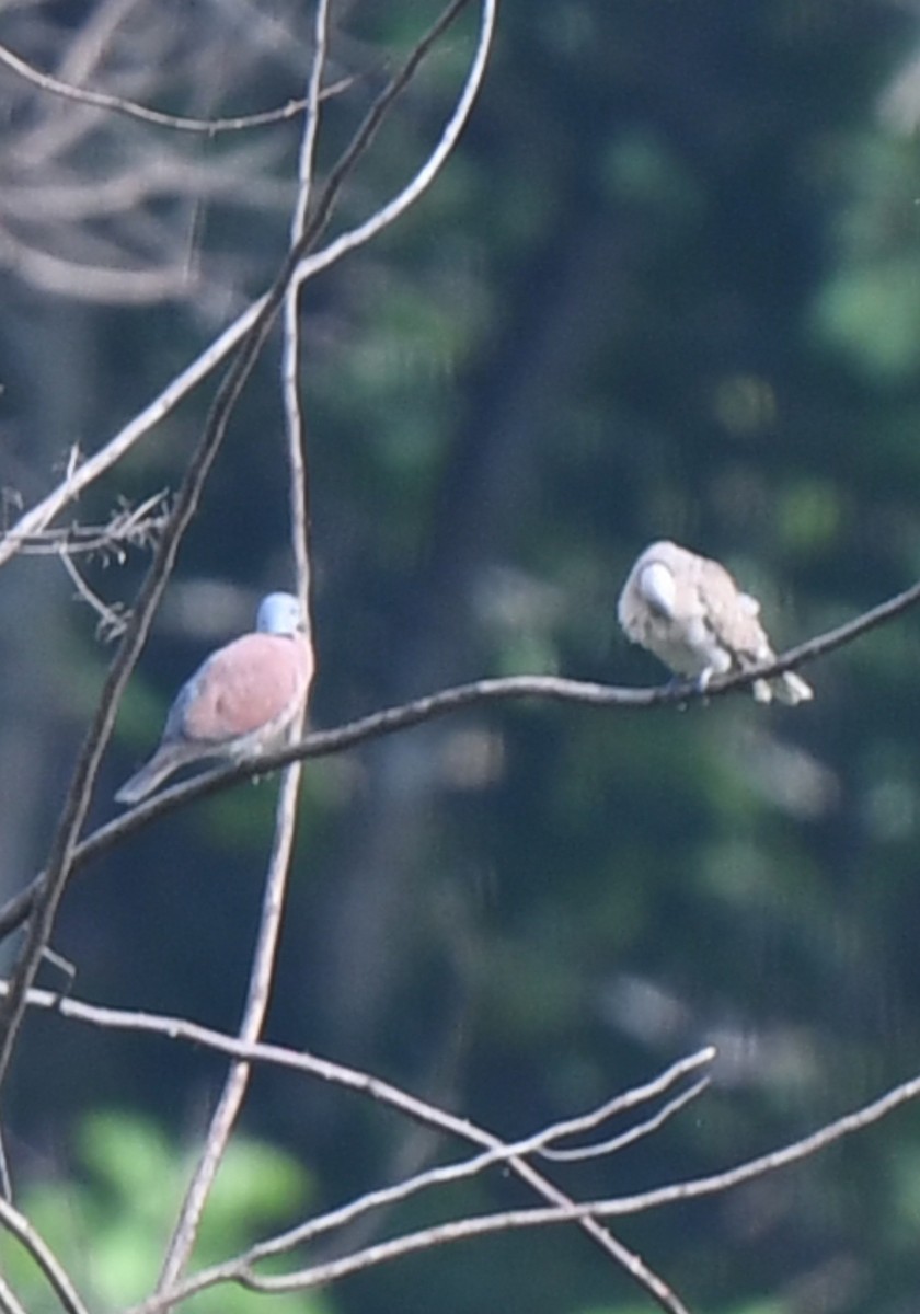 Red Collared-Dove - ML460073311