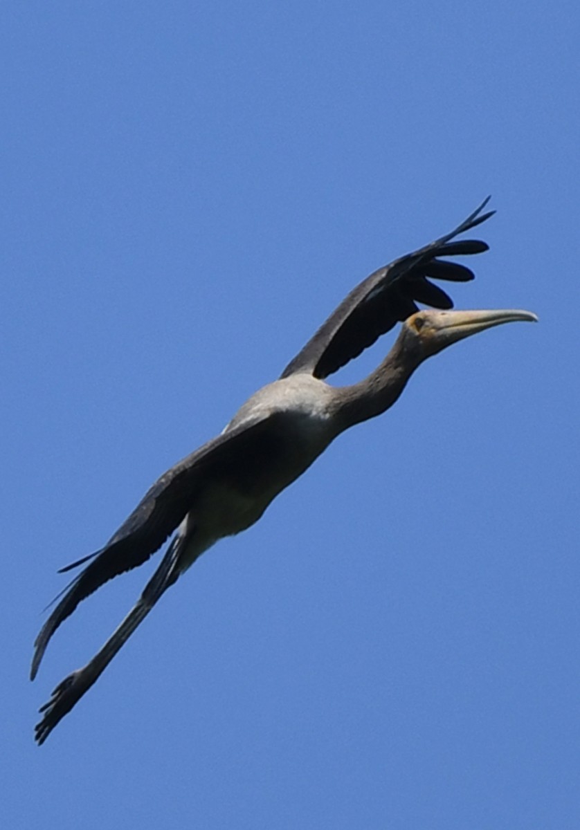 Painted Stork - ML460074051