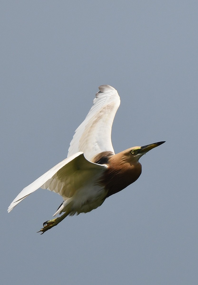 Javan Pond-Heron - norman wu