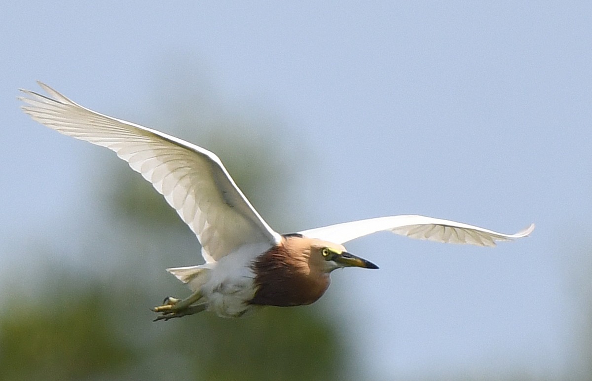 Javan Pond-Heron - norman wu