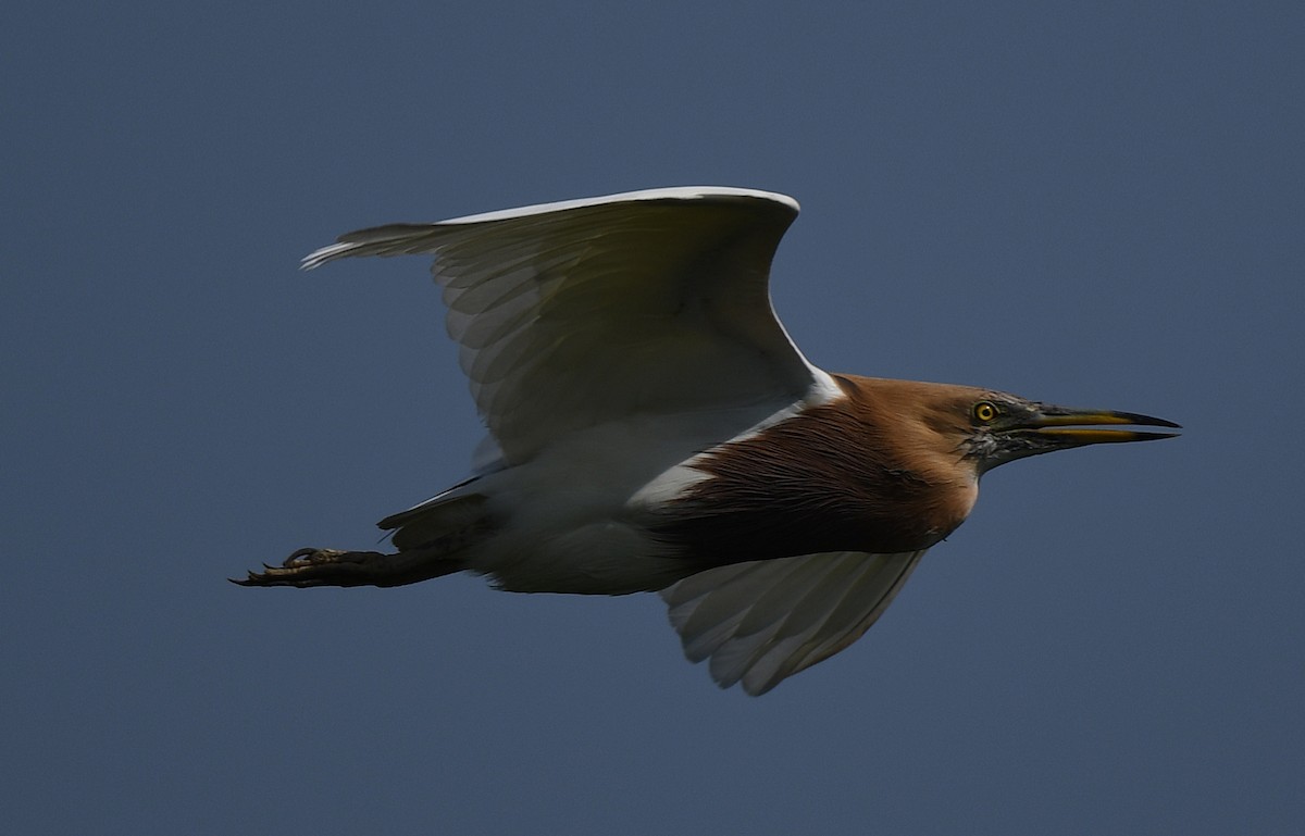 Javan Pond-Heron - ML460074341