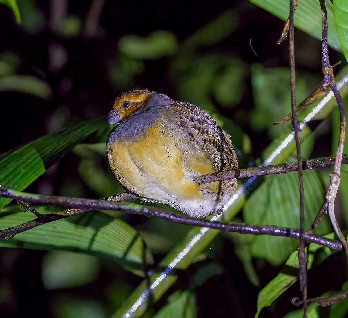 Tawny-faced Quail - ML460075141