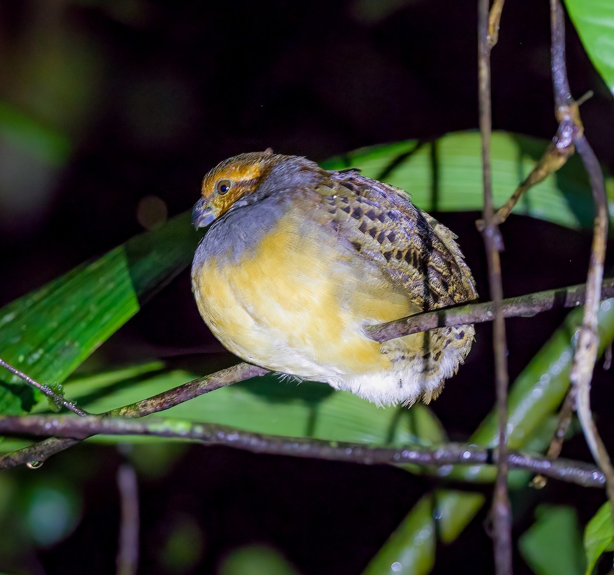 Tawny-faced Quail - ML460075241