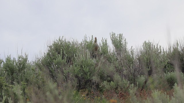 חוגלת סלעים - ML460075611