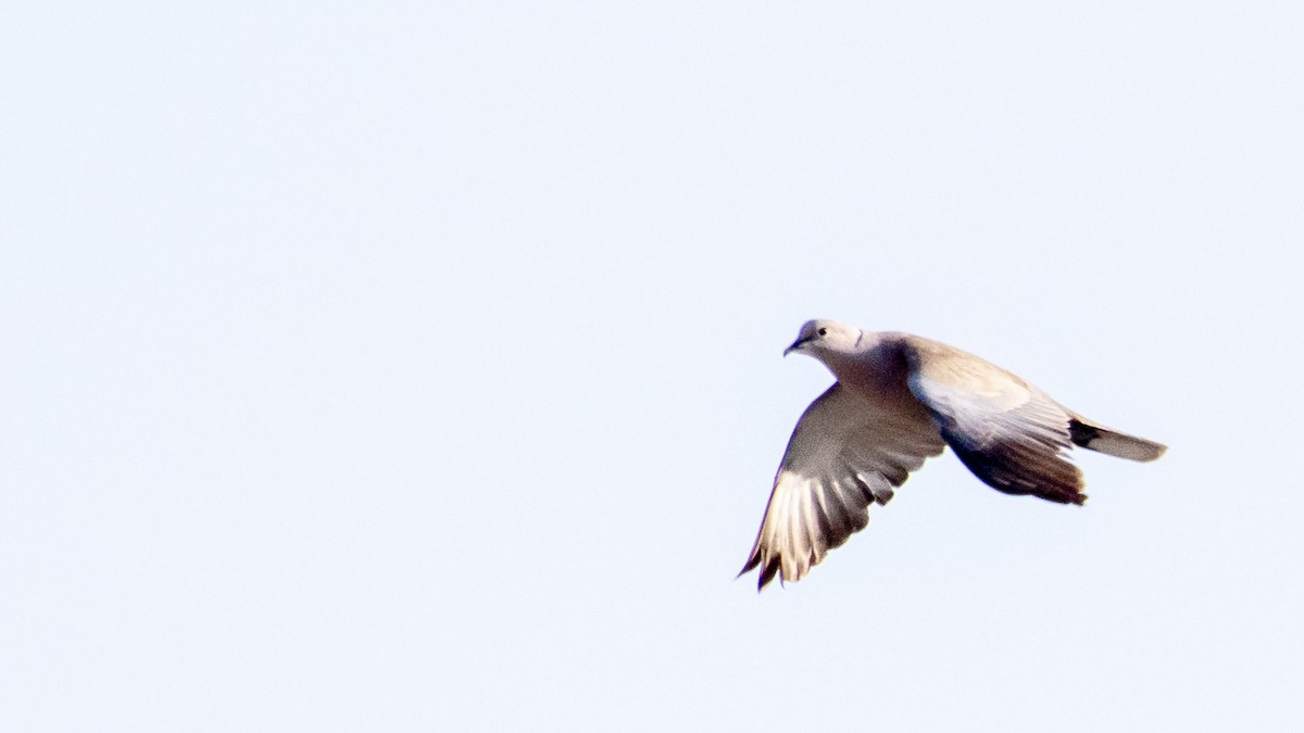 Eurasian Collared-Dove - ML460075791