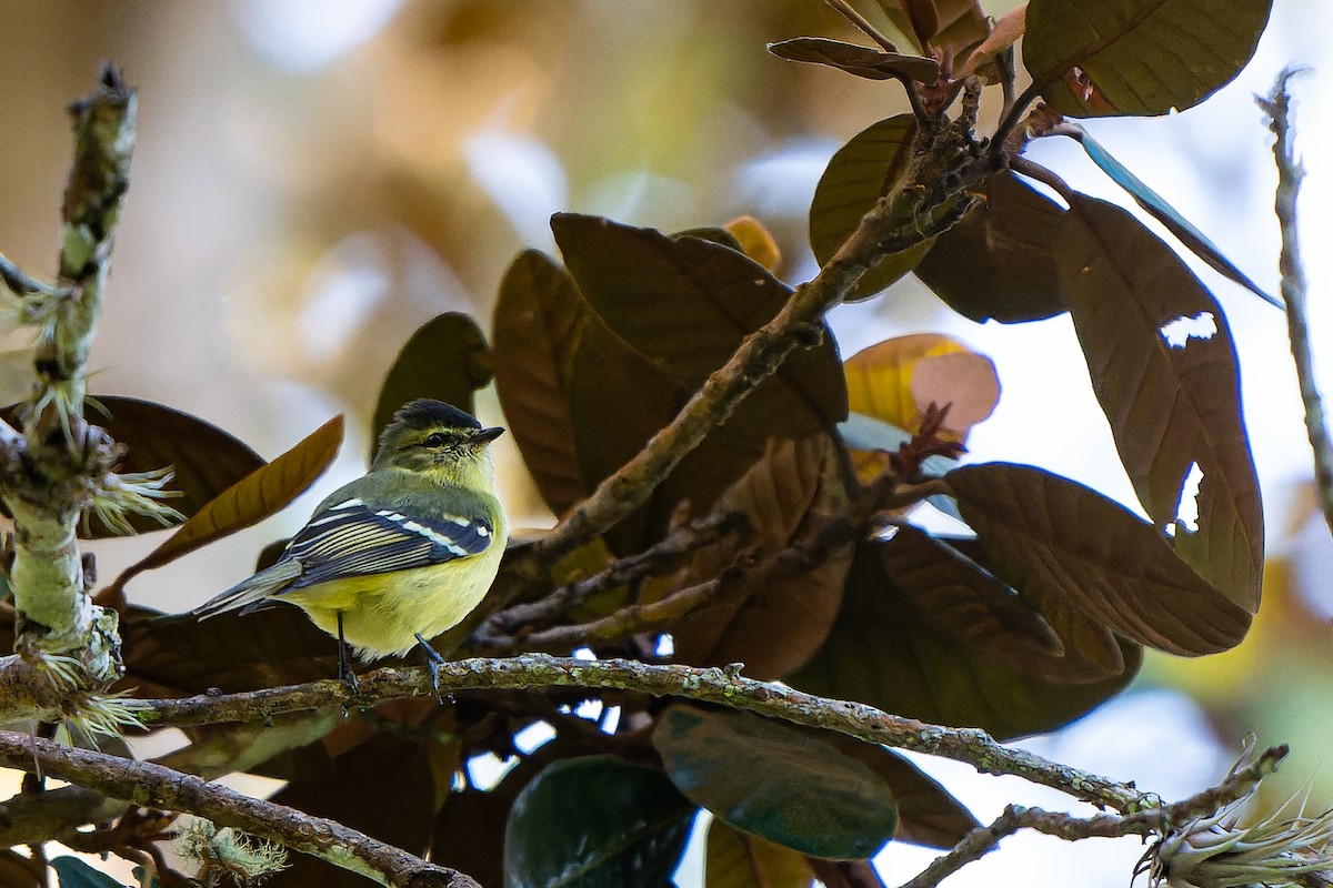 Black-capped Tyrannulet - ML460077981