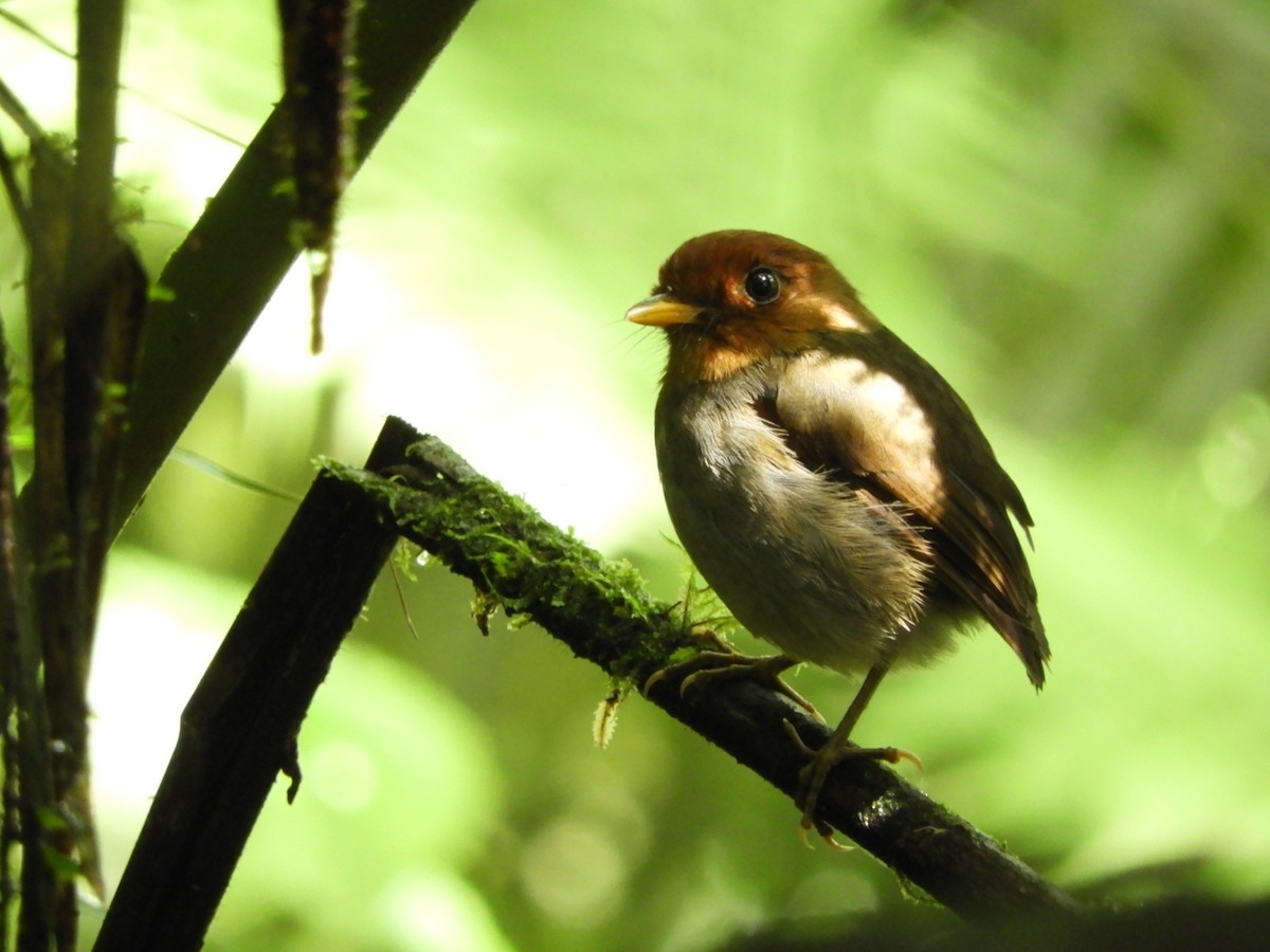 Hooded Antpitta - ML460080571
