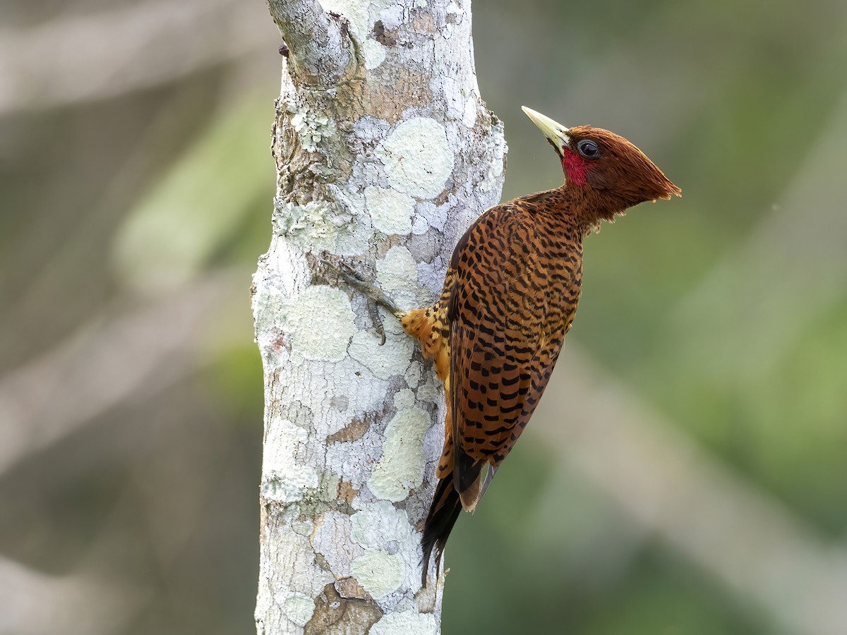 Waved Woodpecker (Scale-breasted) - Andres Vasquez Noboa