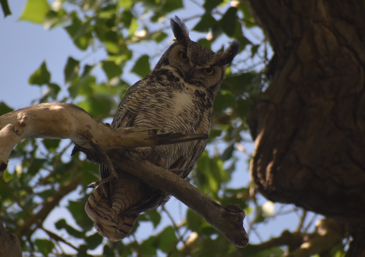 Great Horned Owl - Steven C