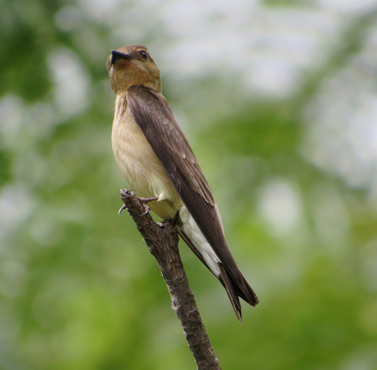 Southern Rough-winged Swallow - Alfredo Correa