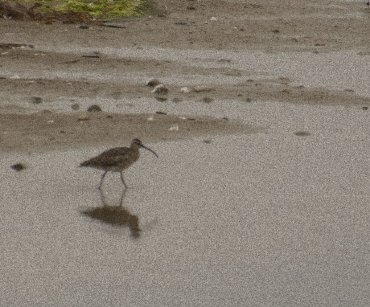 Whimbrel (Hudsonian) - ML460082451