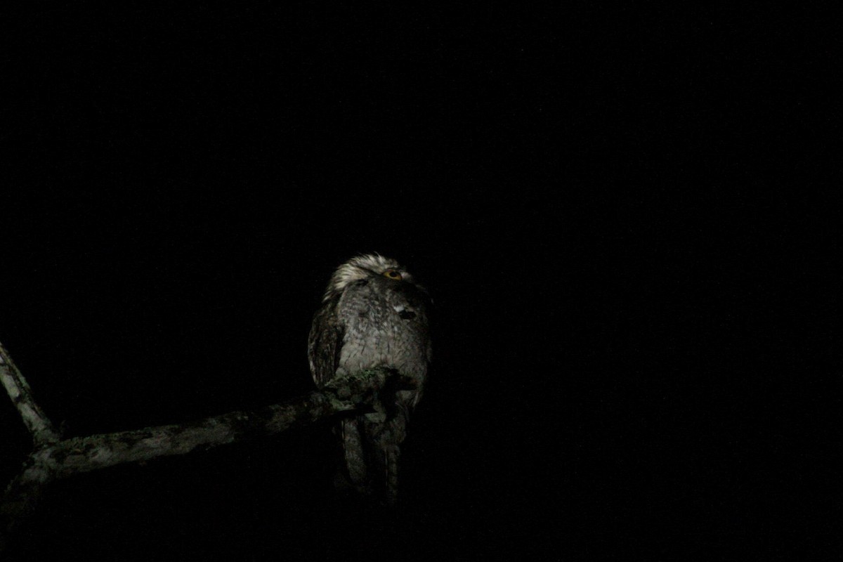 Northern Potoo - ML460083441