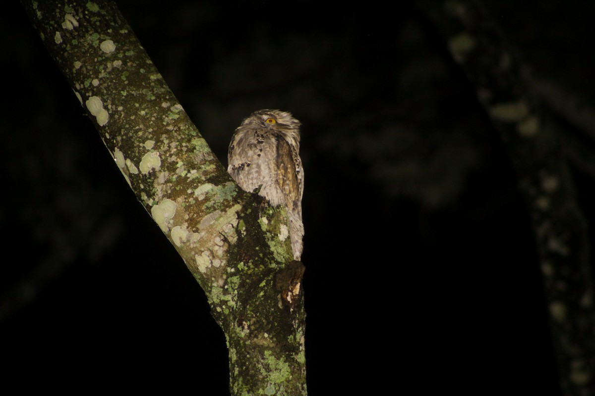Northern Potoo - ML460083461
