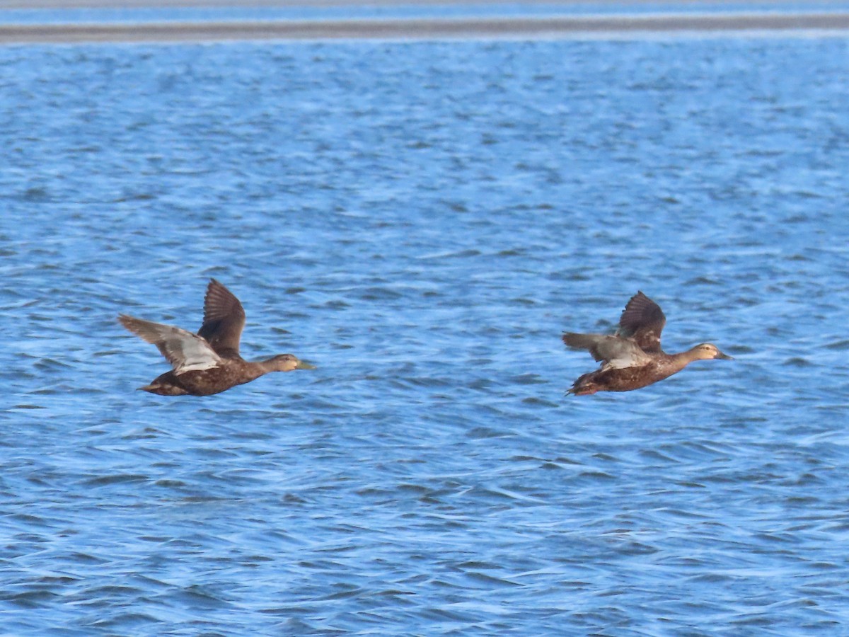 American Black Duck - ML460084391