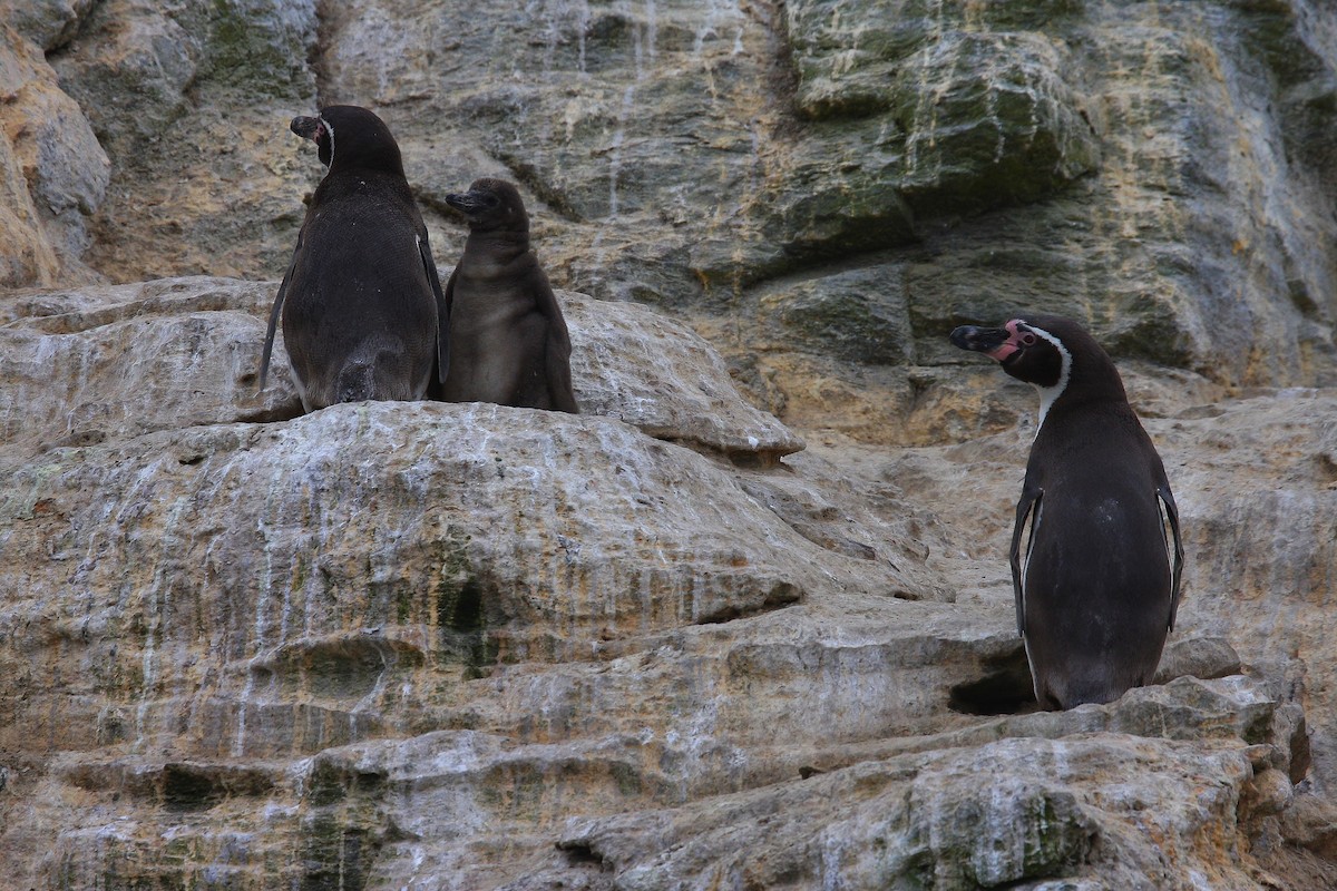 Humboldt Penguin - ML46008491