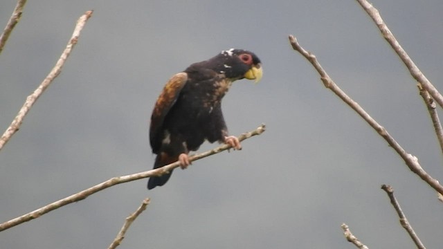 Bronze-winged Parrot - ML460086131