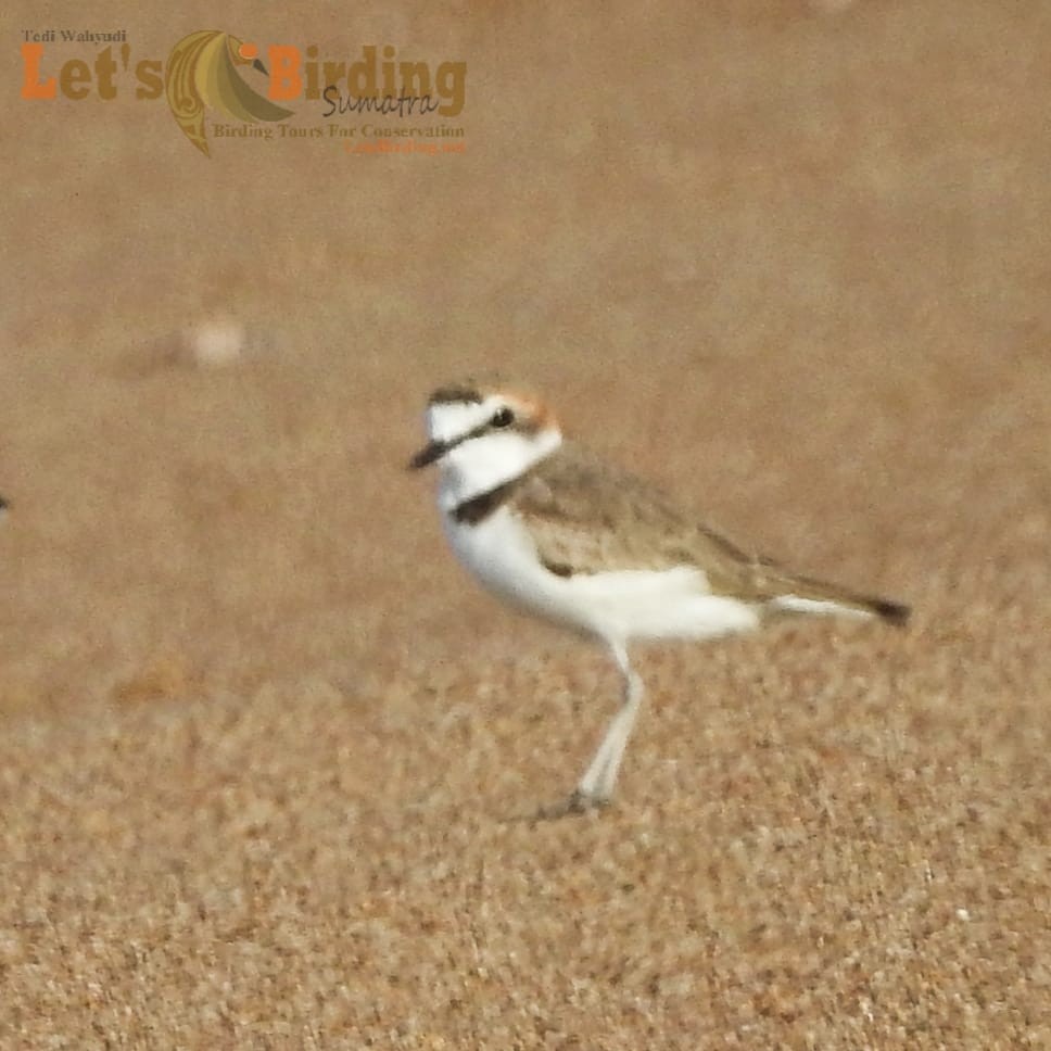 Kentish Plover - ML460086721