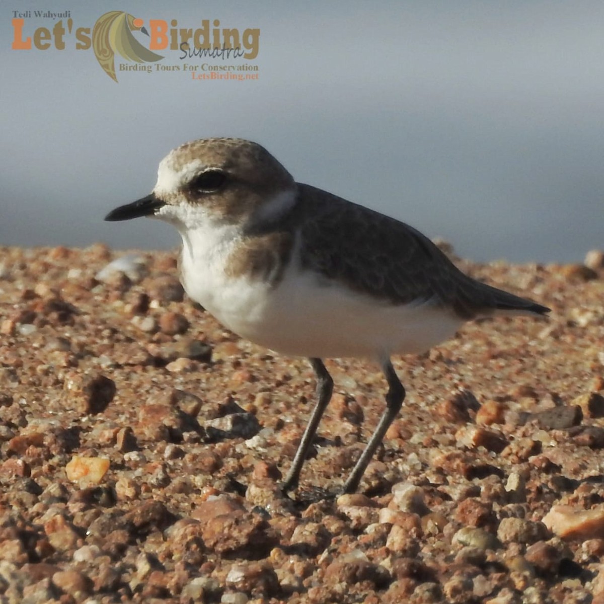 Kentish Plover - ML460086731
