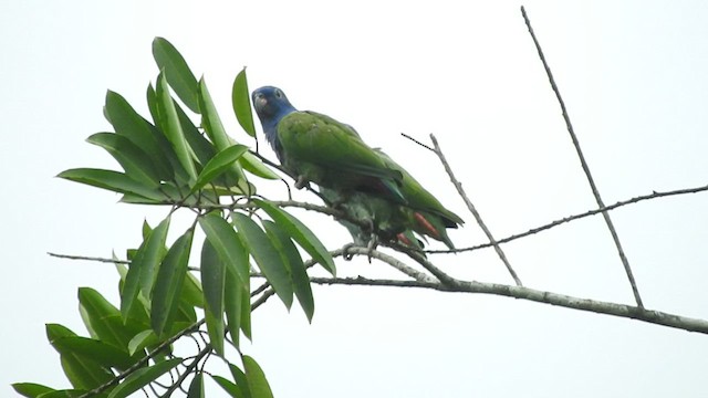 Blue-headed Parrot - ML460087131