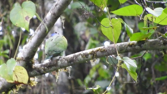 Blue-headed Parrot - ML460087141