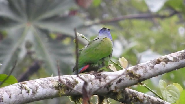 Blue-headed Parrot - ML460087161